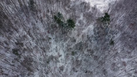 Aerial-TOP-DOWN-over-a-winter-forest-leading-into-the-corner-of-an-open-field
