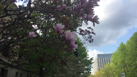 árbol-De-Magnolia-Chino-O-árbol-De-Tulipanes-Con-Un-Hermoso-Fondo-De-Cielo-Azul-En-Toronto,-Ontario,-Canadá