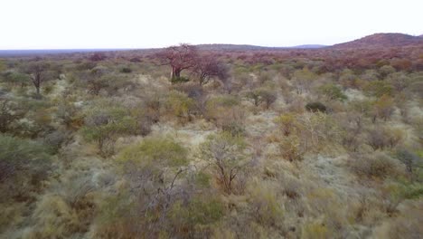 Flying-low-over-a-savannah-with-baobab-trees