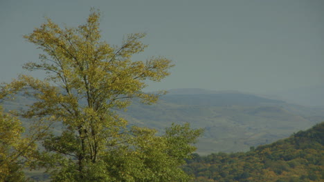árboles-De-Otoño-En-Rumania