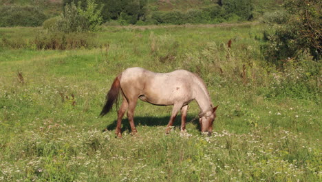 Beautiful-brown-horse-standing-on-a-field-chewing-grass
