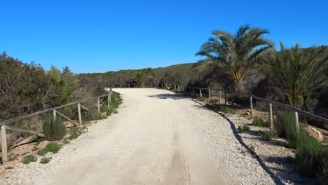 a-Gravel-road-lined-with-palm-trees-and-wooden-railing-leading-to-the-beach-on-a-perfect-summer-day