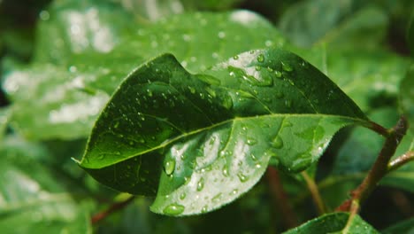 Slowmo-Close-Up-of-fresh-raindrops-on-bright-green-leaves,-sunny-day