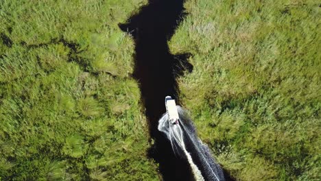 Aerial-tracking-shot-of-a-motor-boat-as-going-through-a-beautiful-vividly-green-swamp