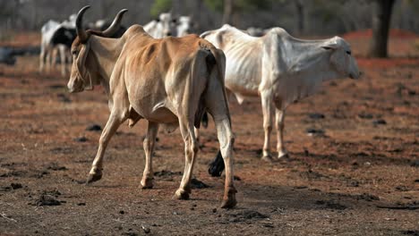 Thin-and-malnourished-cows-roaming-in-dry-field-of-a-farm,-animal-cruelty