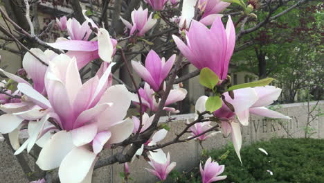Chinese-Magnolia-Tree-or-Tulip-Tree-in-full-blossom-in-front-of-the-university-of-Toronto-Ontario-Canada