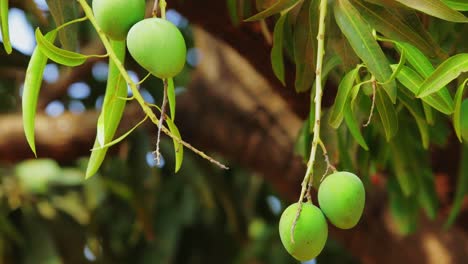 A-bunch-of-mangoes-hanging-on-a-tree-outdoor-at-daytime