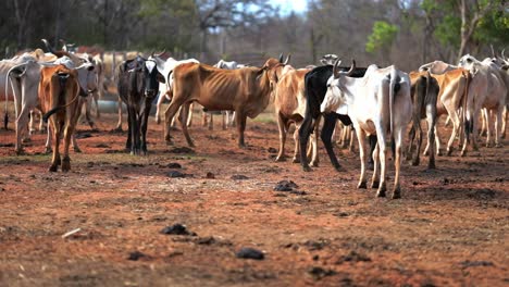 Thin-and-malnourished-cows-grazing-in-dry-field,-animal-cruelty-in-farms