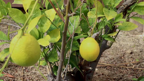 shots-of-lemons-growing
