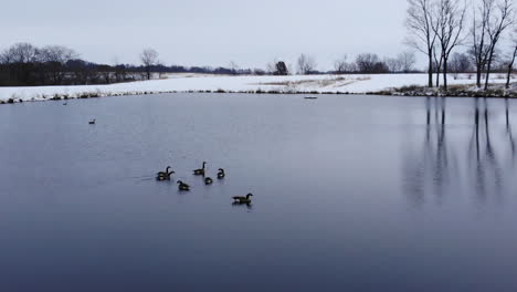 Ein-Teich-Mit-Frischem-Schnee-Und-Gänsen-Auf-Dem-Wasser