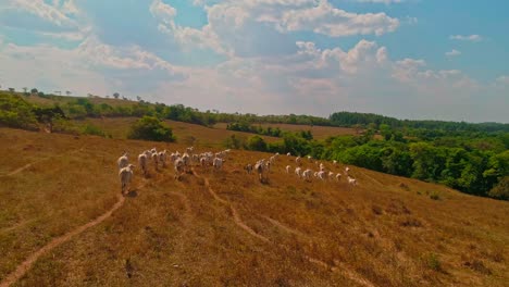 Drone-shot-following-a-herd-of-beef-cattle-running-across-a-dry-field