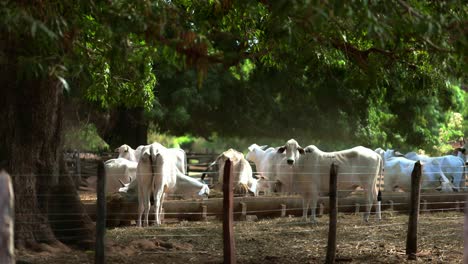 Cattle-of-white-cows-grazing-in-farm-among-green-trees