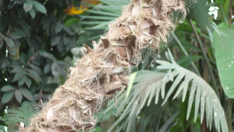 Close-up-of-palm-tree-trunk-in-tropics