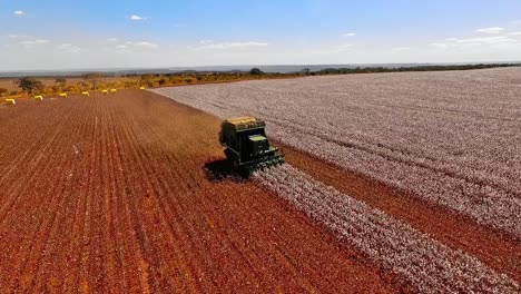 Tractor-harvesting-agriculture-field-of-white-cotton-plants