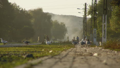 Stunning-long-lens-shot-of-geese-on-the-pavement-in-rural-Romania