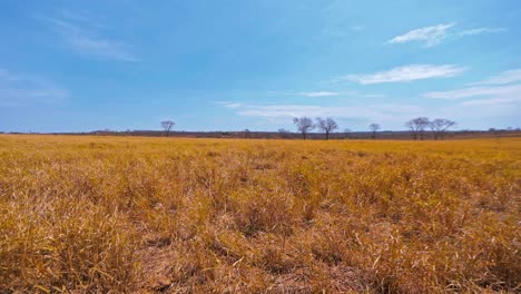 Wide-shot-of-dry-grass-on-agricultural-land-with-trees,-pan-shot