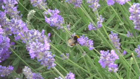 Close-up-footage-of-a-bumble-bee-pollinating-lavender-flowers-in-a-beautiful-botanical-garden,-in-the-countryside