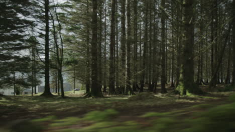 Sanfte-Kamerafahrt-Durch-Einen-Wald