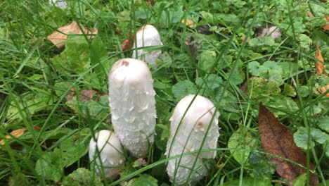 Panning-across-green-grass-to-reveal-long-mushrooms-growing-in-Toronto-Ontario-Canada