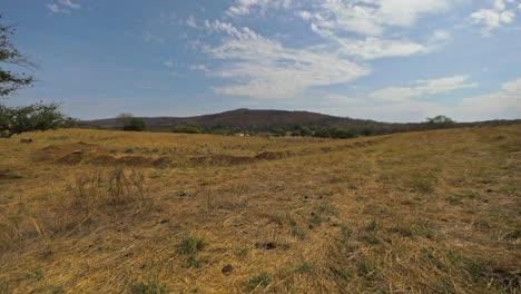 Dry-land-with-dry-grass-and-trees-and-hill-nearby-and-blue-sky,-Camera-Pan-shot