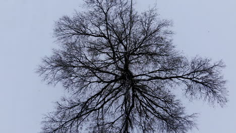 a-unique-drone-shot-of-a-tree-in-winter