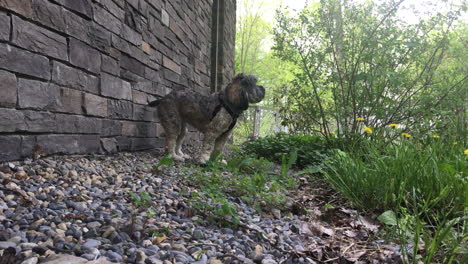 Kleiner-Cockapoo-Hund,-Der-Vor-Dem-Haus-In-Toronto,-Ontario,-Kanada-Steht