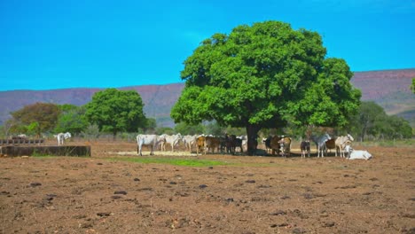 Vieh-Von-Weißen-Kühen,-Die-Auf-Dem-Bauernhof-Im-Schatten-Eines-Grünen-Baums-Grasen
