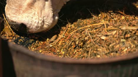 Closeup-shot-of-livestock-cow-eating-hay-and-dry-grass-from-bucket-in-ranch-of-a-farm