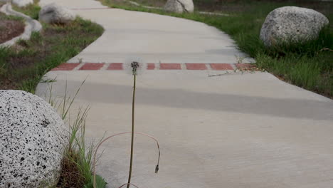 a-dandelion-on-the-side-of-a-walkway
