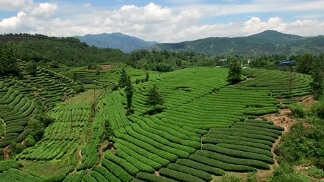 Jaw-dropping-aerial-over-vast-green-tea-pantation-and-countryside
