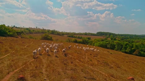 Slow-motion-drone-shot-chasing-a-herd-of-cattle-in-a-dry-arid-field