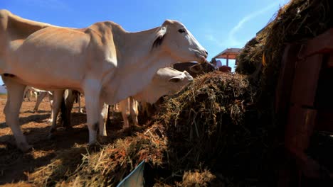 Weiße-Kühe,-Die-Heu-Auf-Der-Ranch-Eines-Landwirtschaftlichen-Nutzviehs-Essen