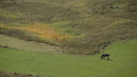 Ein-Einsames-Pferd-In-Der-Rumänischen-Landschaft