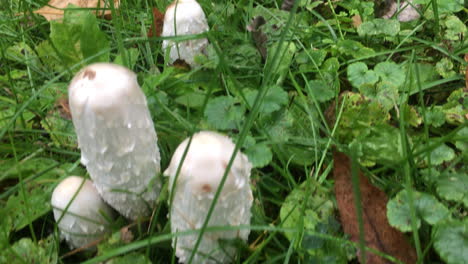 Panning-down-green-grass-revealing-long-mushrooms-growing-in-Toronto-Ontario-Canada