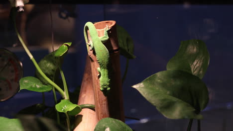 Nahaufnahme-Eines-Geckos,-Der-Auf-Einem-Bambusstiel-Kriecht