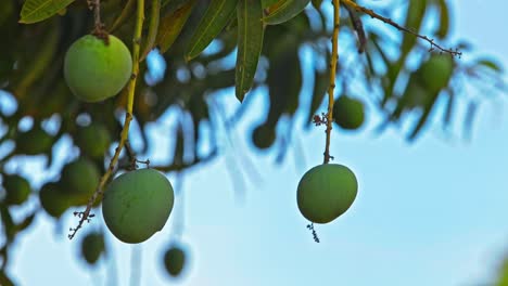 Mangoes-hanging-from-tree-in-summer-season