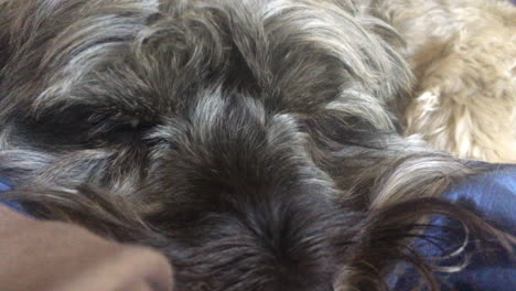 Un-Perro-Cockapoo-Muy-Somnoliento-Sentado-En-El-Regazo-De-Su-Amo-En-El-Salón-En-Toronto,-Ontario,-Canadá