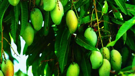 Green-mangoes-hanging-on-a-tree-in-summer-season-outdoor-at-daytime