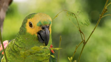 4k-Nahaufnahmen-Eines-Grünen,-Gelben-Und-Blauen-Ara-Papageis