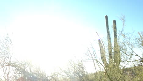 Wild-dry-green-flora-of-the-prickly-harsh-humid-hot-desert-region-of-Arizona-with-the-scorching-sun-flaring