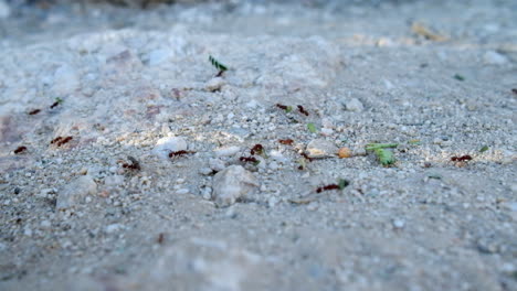 Red-fire-ants-colony-carrying-bits-and-pieces-on-the-white-sand-pebble-ground-of-Arizona-desert