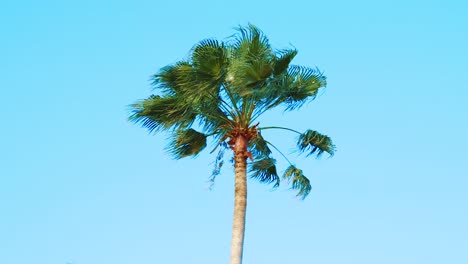 Slow-Motion-palm-tree-blowing-in-wind-with-blue-sky-background,-Low-Angle