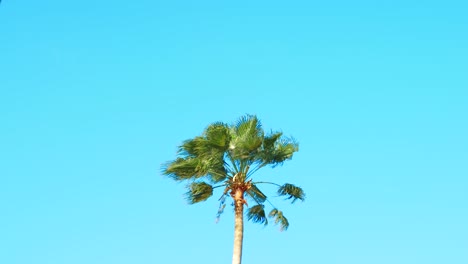 Palm-tree-blowing-in-wind-with-blue-sky-background-and-copy-space,-SLOW-MOTION