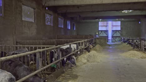 In-Einem-Viehstall,-Kühe-Und-Kälber