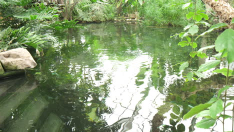 Pond-with-fish-and-turtles-in-tropical-area