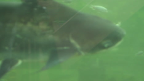 Paroon-shark-swimming-in-aquarium