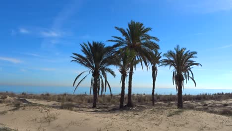 Eine-Bewegende-Aufnahme-Eines-Tropischen-Reiseziels-Mit-Palmen-An-Einem-Strand-Mit-Weißem-Sand