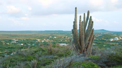 Ländliche-Landschaft-Von-Curacao-Bei-Sonnenaufgang-Goldene-Stunde-Mit-Kaktusvordergrund