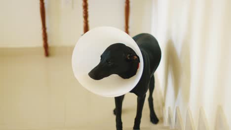 Cute-black-dog-with-an-Elizabethan-collar-wagging-its-tail-at-the-bottom-of-the-stairs-at-home