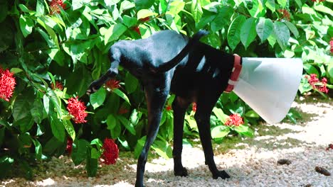 Black-dog-wearing-an-Elizabethan-collar-urinating-on-a-green-bush-outside-a-home